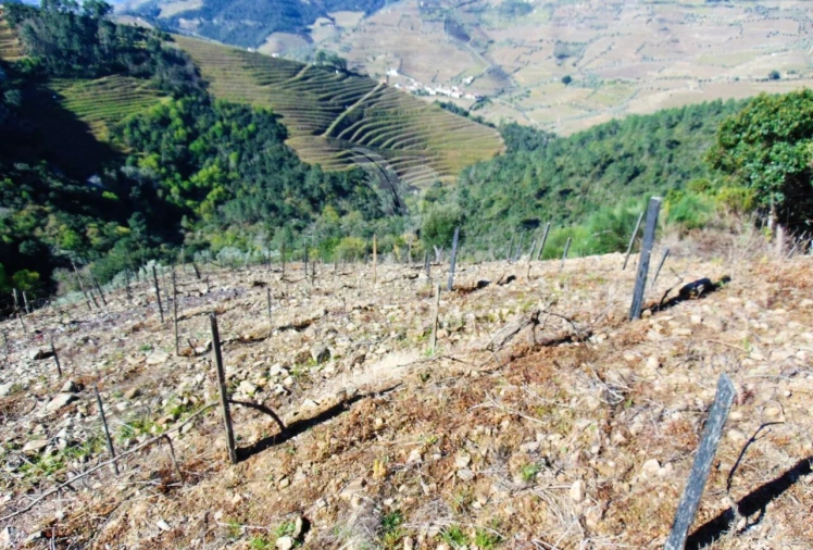Terreno para Venda em Abaças Foto 16