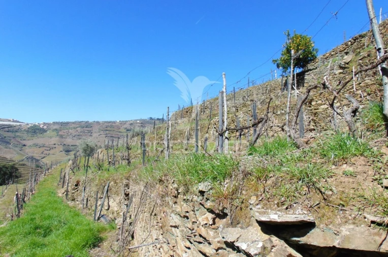 Terreno para Venda em Abaças Foto 34