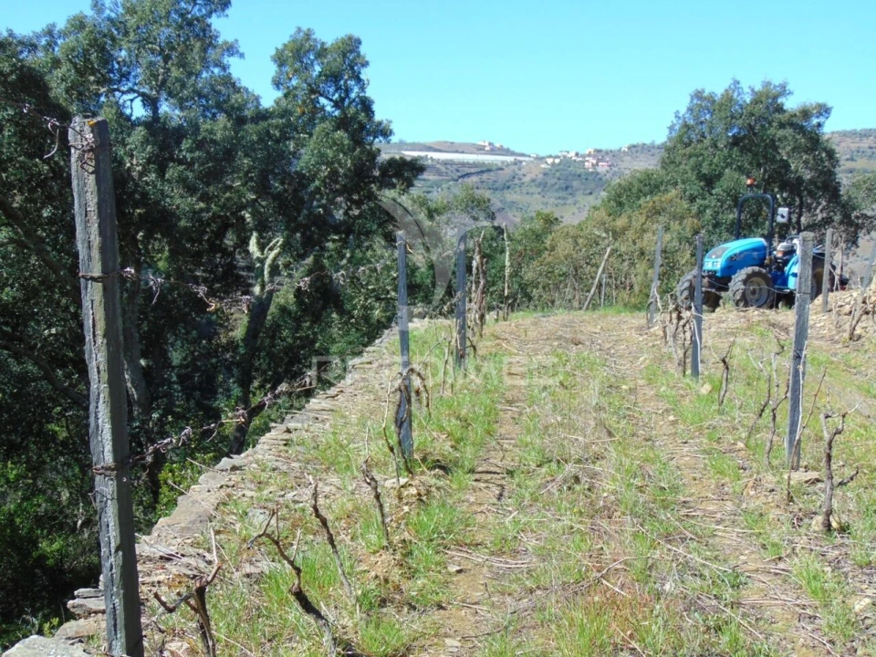Terreno para Venda em Abaças Foto 28