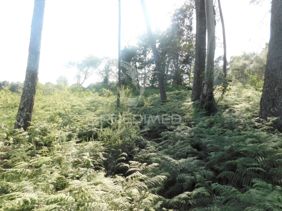 Terreno para Venda em Gême Foto 9