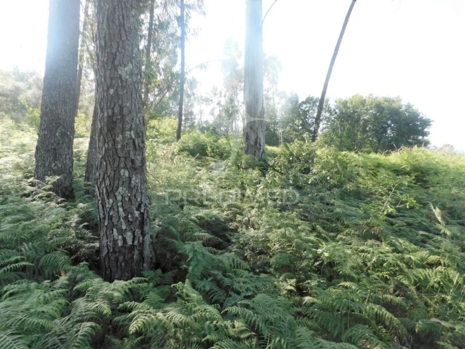 Terreno para Venda em Gême Foto 6