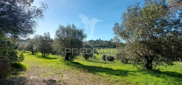Terreno para Venda em Arneiro das Milhariças