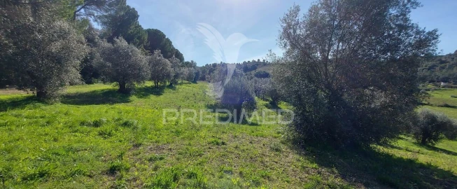 Terreno para Venda em Arneiro das Milhariças