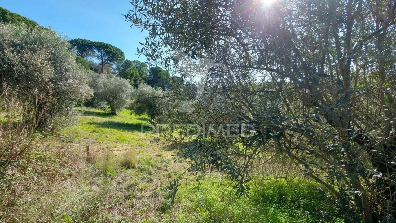 Terreno para Venda em Arneiro das Milhariças Foto 11