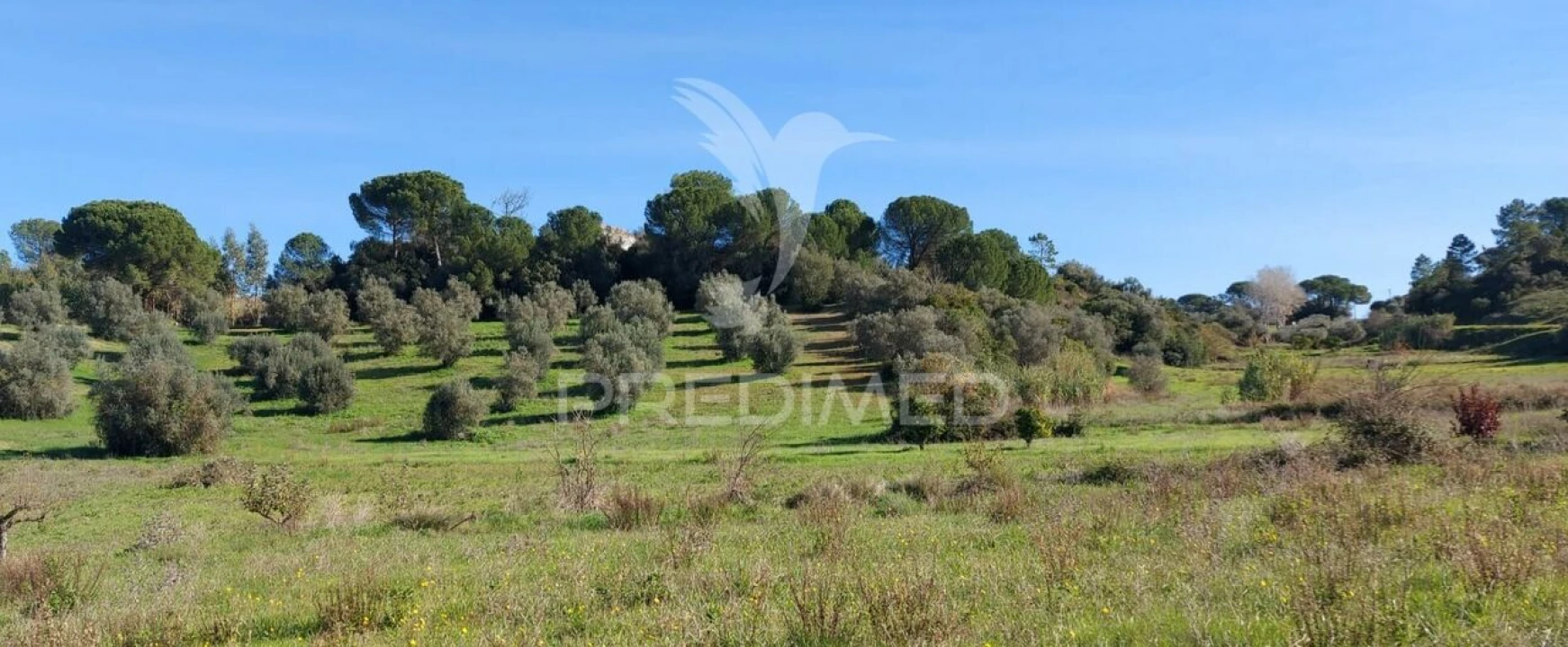 Terreno para Venda em Arneiro das Milhariças Foto 7