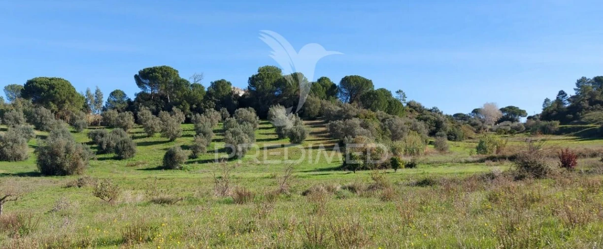 Terreno para Venda em Arneiro das Milhariças Foto 7