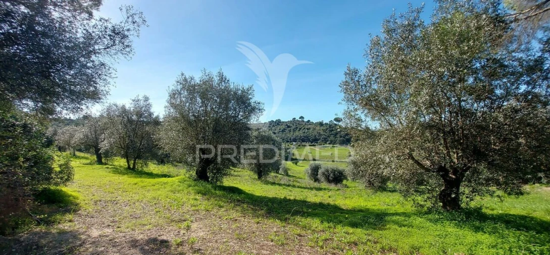 Terreno para Venda em Arneiro das Milhariças Foto 8