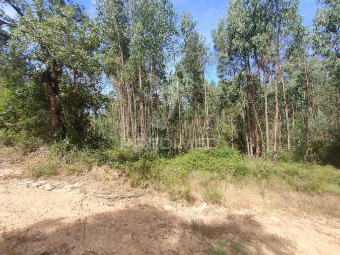 Terreno para Venda em Asseiceira Foto 2