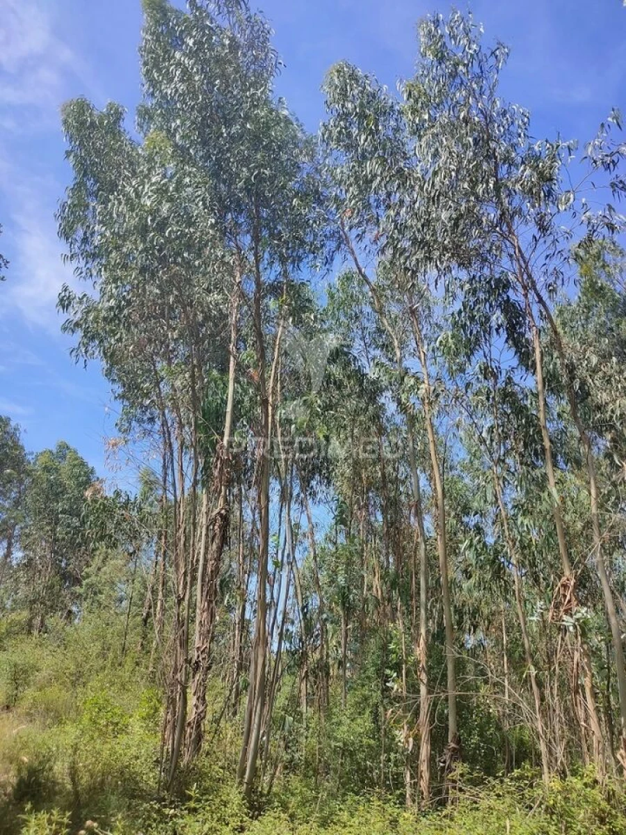Terreno para Venda em Asseiceira Foto 7