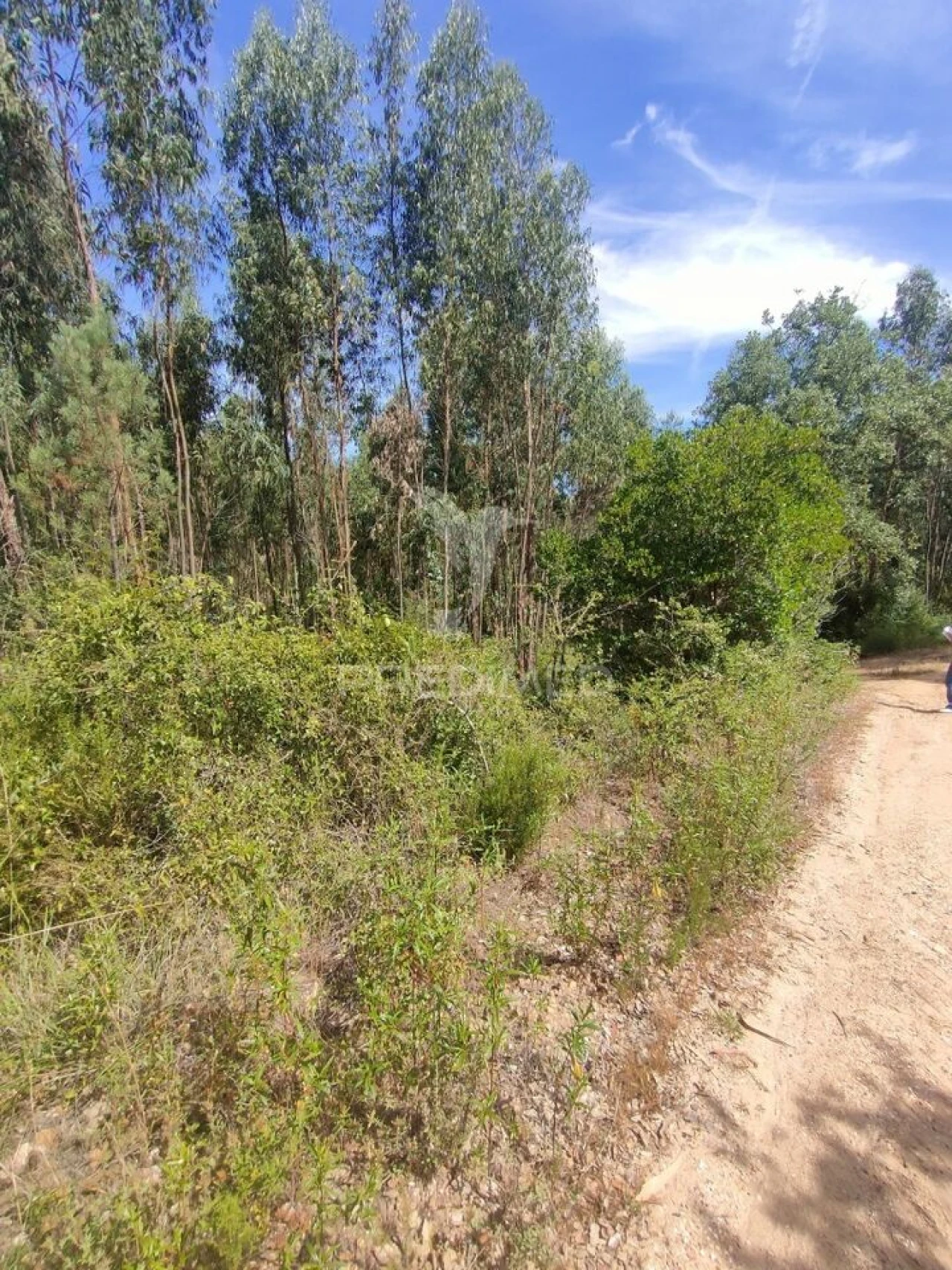 Terreno para Venda em Asseiceira Foto 5