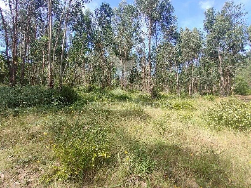 Terreno para Venda em Asseiceira Foto 6
