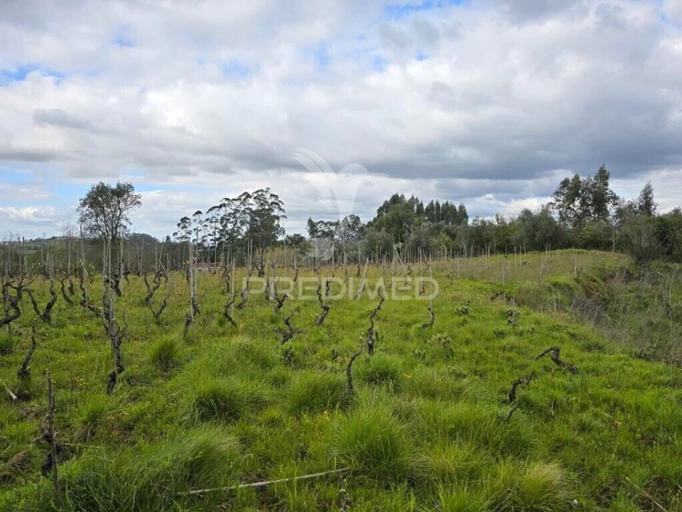 Terreno para Venda em Almalagues Foto 6