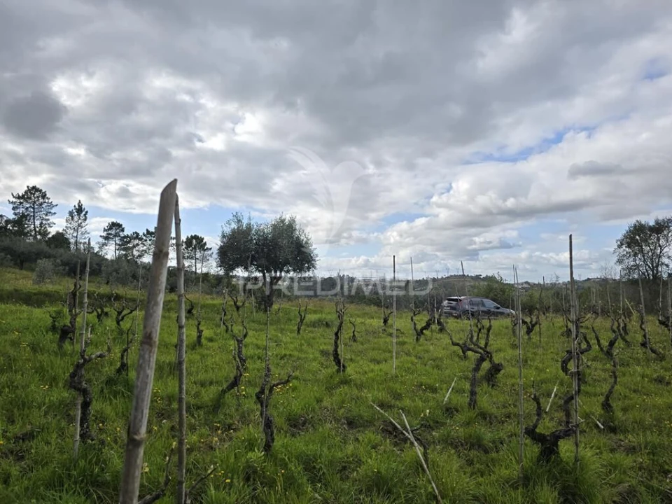 Terreno para Venda em Almalagues Foto 4