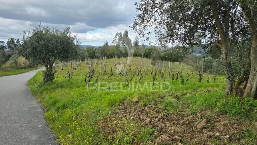 Terreno para Venda em Almalagues