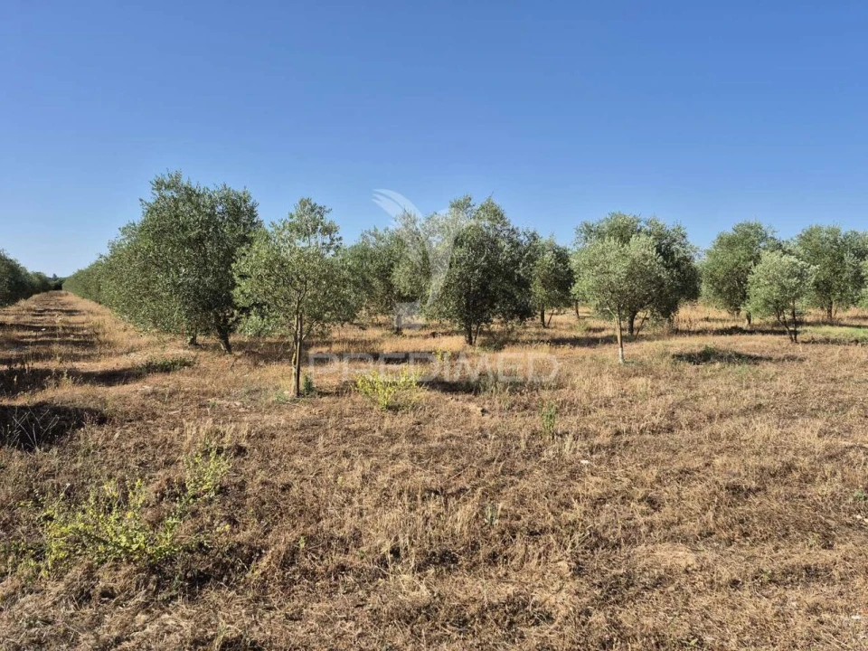 Terreno para Venda em Borba (Matriz) Foto 13