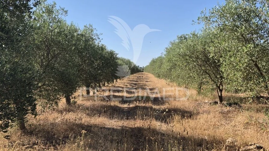 Terreno para Venda em Borba (Matriz)