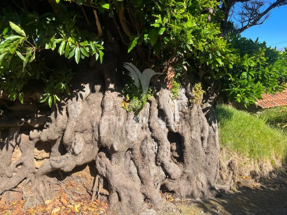 Moradia T2 para Venda em Ponta do Pargo Foto 7