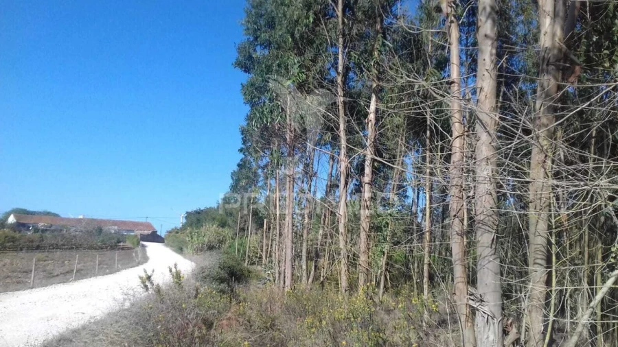 Terreno para Venda em Reguengo Grande