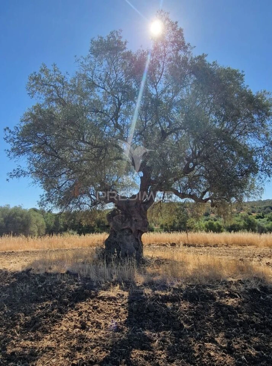 Terreno para Venda em Torrão Foto 2