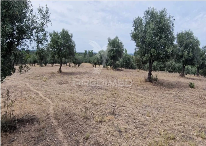 Terreno para Venda em Torrão Foto 3