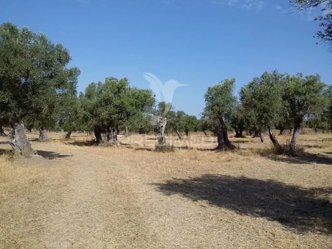 Terreno para Venda em Torrão Foto 1
