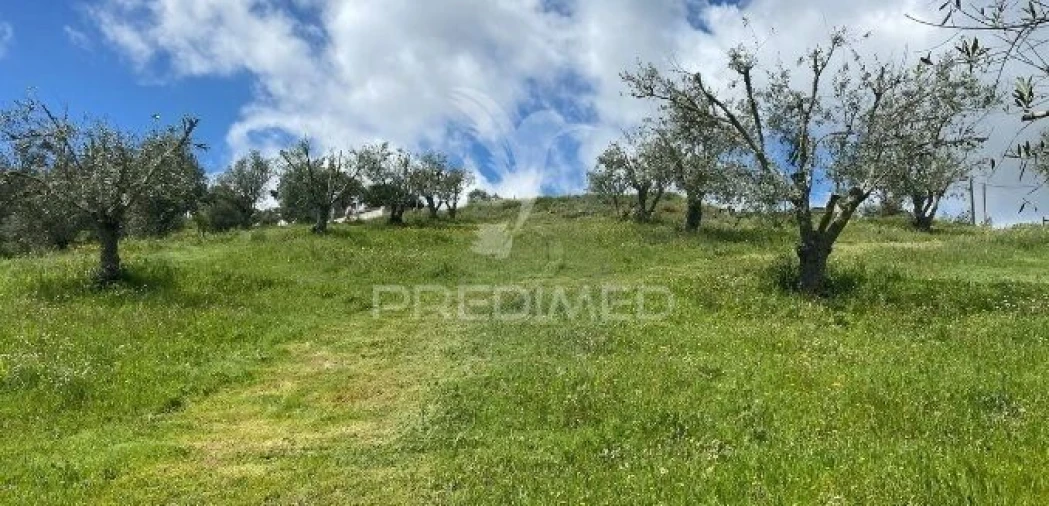 Terreno para Venda em São Martinho das Amoreiras Foto 2