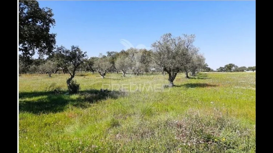 Terreno para Venda em São Martinho das Amoreiras
