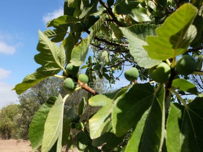 Terreno para Venda em São Marcos da Serra Foto 7