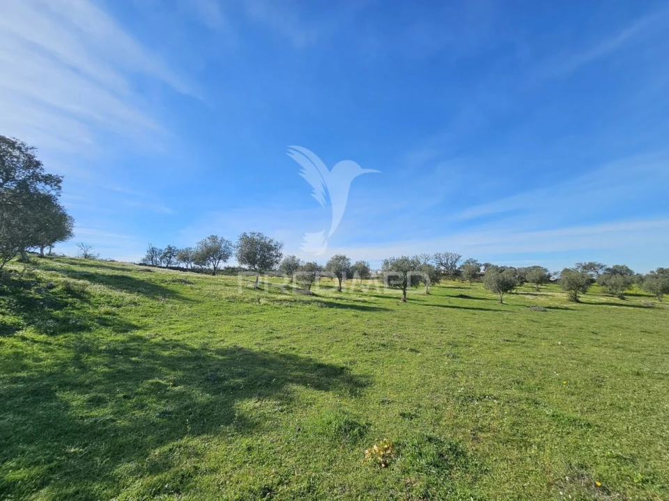 Terreno para Venda em Ourique Foto 18