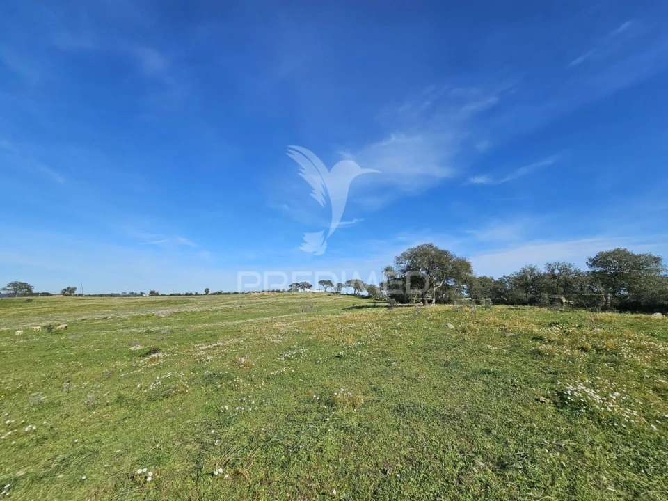 Terreno para Venda em Ourique Foto 11