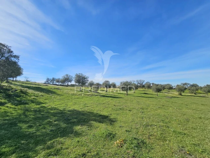 Terreno para Venda em Ourique Foto 18