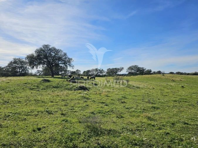 Terreno para Venda em Ourique Foto 6