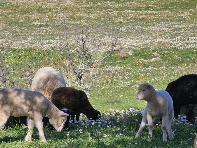 Terreno para Venda em Ourique Foto 2