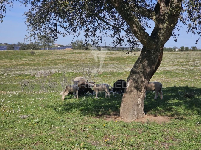 Terreno para Venda em Ourique Foto 8