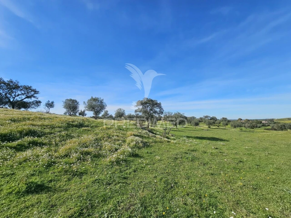 Terreno para Venda em Ourique Foto 17
