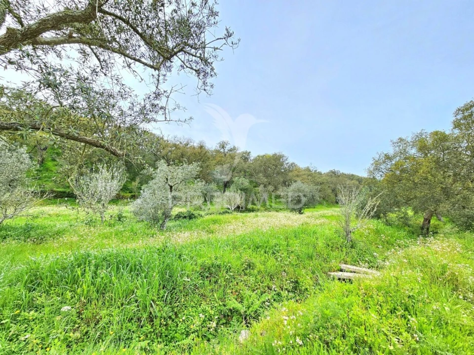 Moradia T2 para Venda em São Martinho das Amoreiras Foto 24