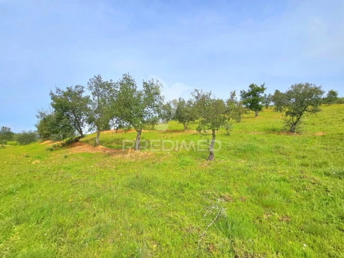 Moradia T2 para Venda em São Martinho das Amoreiras Foto 26