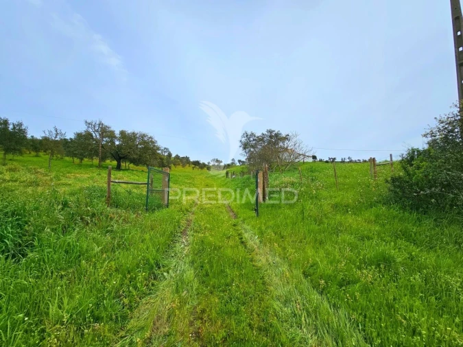 Moradia T2 para Venda em São Martinho das Amoreiras Foto 33