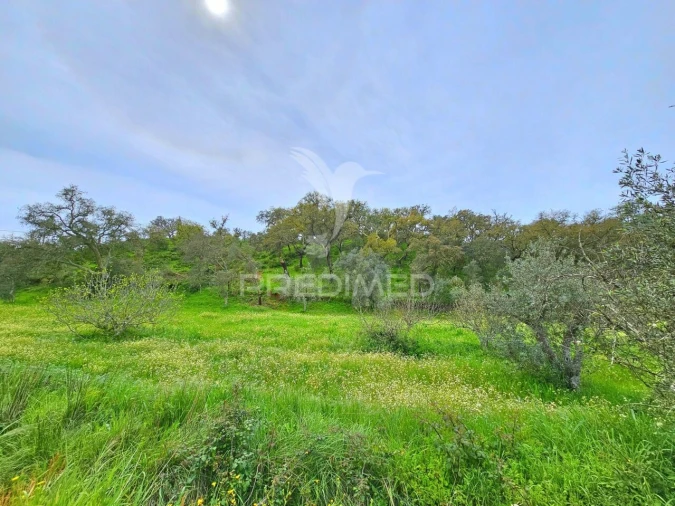 Moradia T2 para Venda em São Martinho das Amoreiras Foto 25