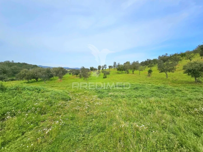 Moradia T2 para Venda em São Martinho das Amoreiras Foto 30