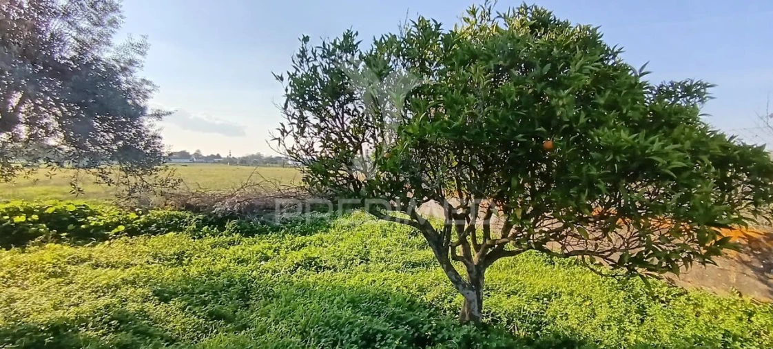 Terreno para Venda em Quinta do Anjo Foto 27