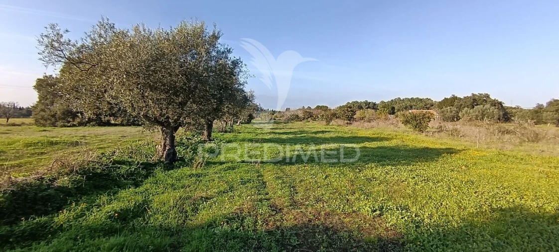 Terreno para Venda em Quinta do Anjo Foto 14
