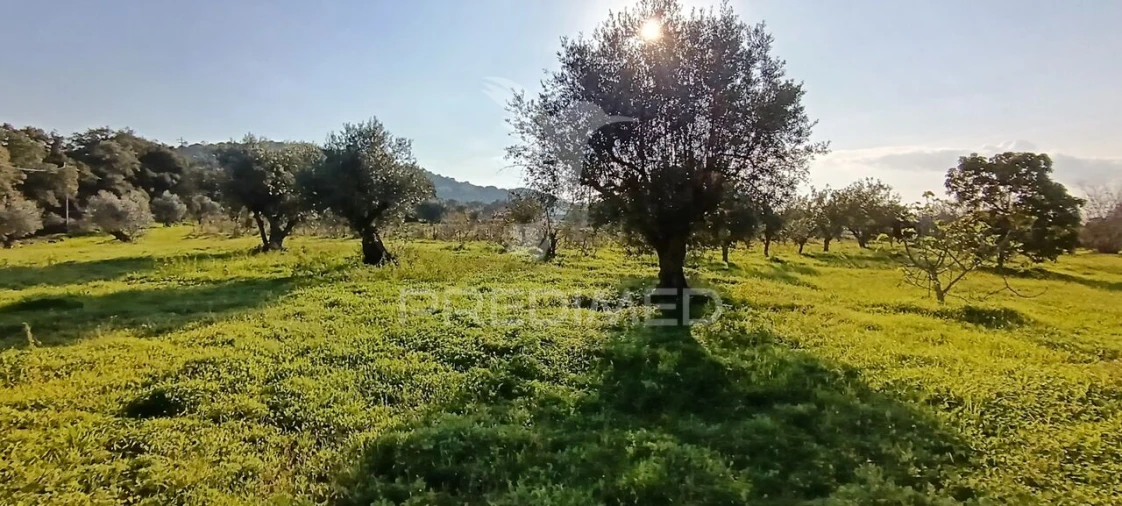 Terreno para Venda em Quinta do Anjo Foto 4