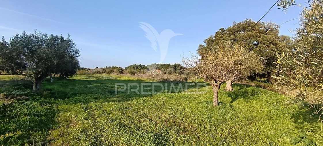 Terreno para Venda em Quinta do Anjo Foto 12