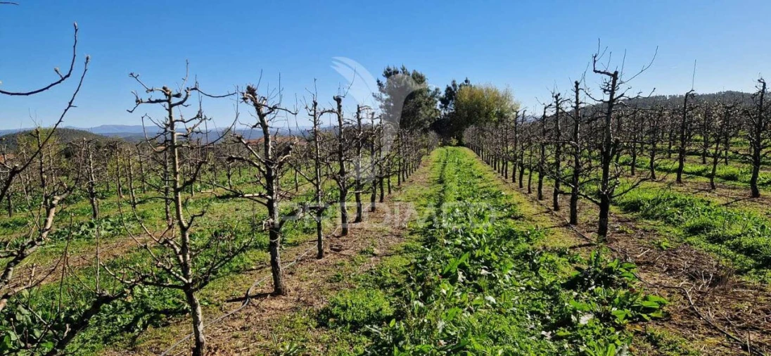 Terreno para Venda em Beco Foto 8