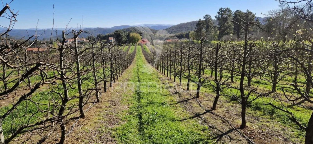 Terreno para Venda em Beco Foto 7