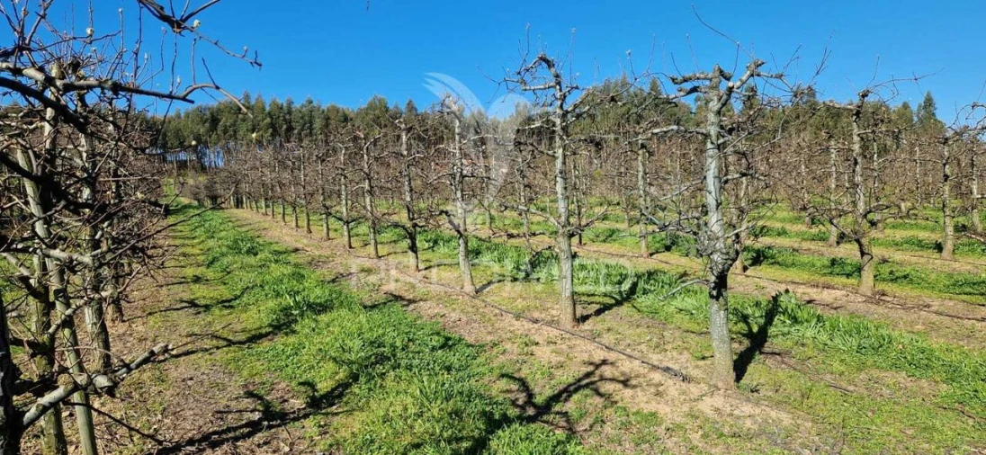 Terreno para Venda em Beco Foto 10