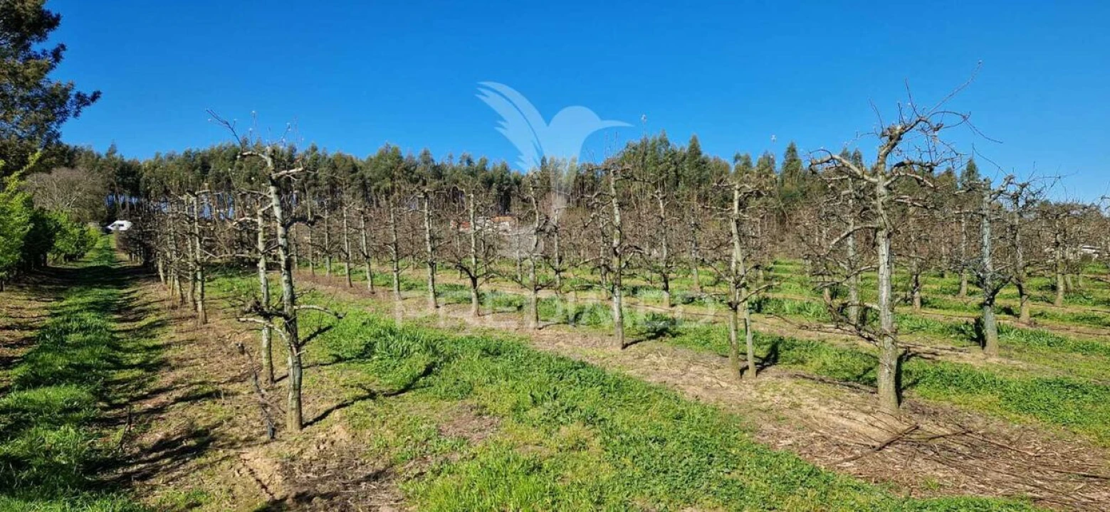 Terreno para Venda em Beco Foto 9