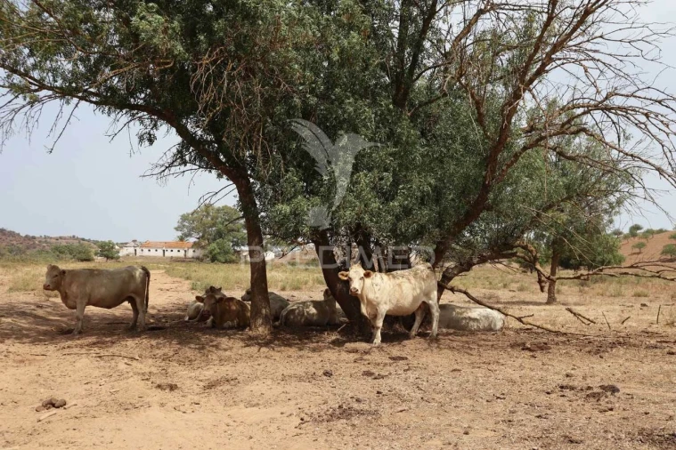 Quinta T9 para Venda em Castro Marim Foto 15