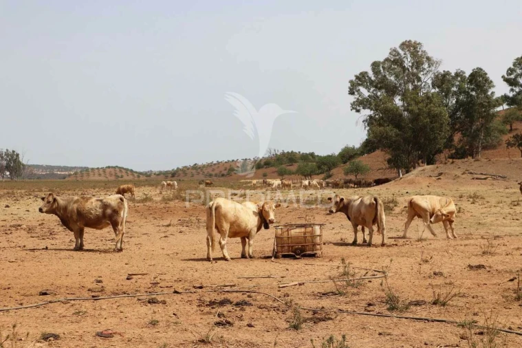 Quinta T9 para Venda em Castro Marim Foto 22